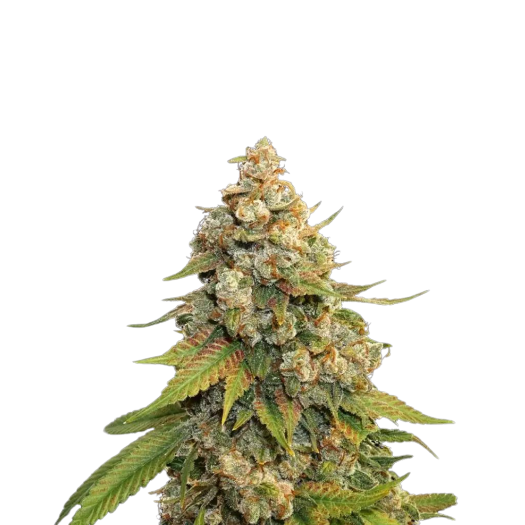 Platinum Cookies - USA Originals - feminisiert