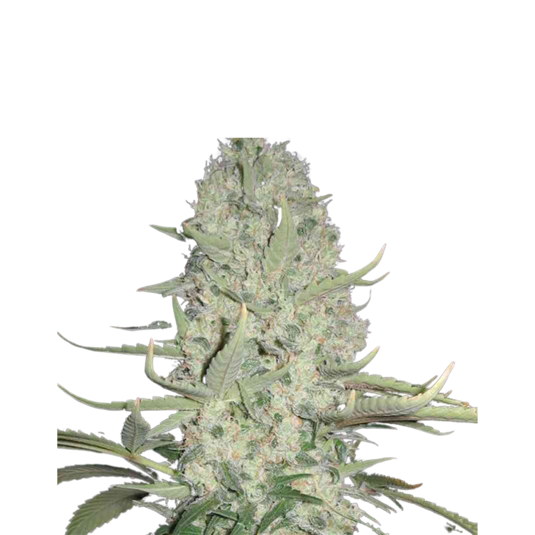 Alienz - USA Originals - feminized