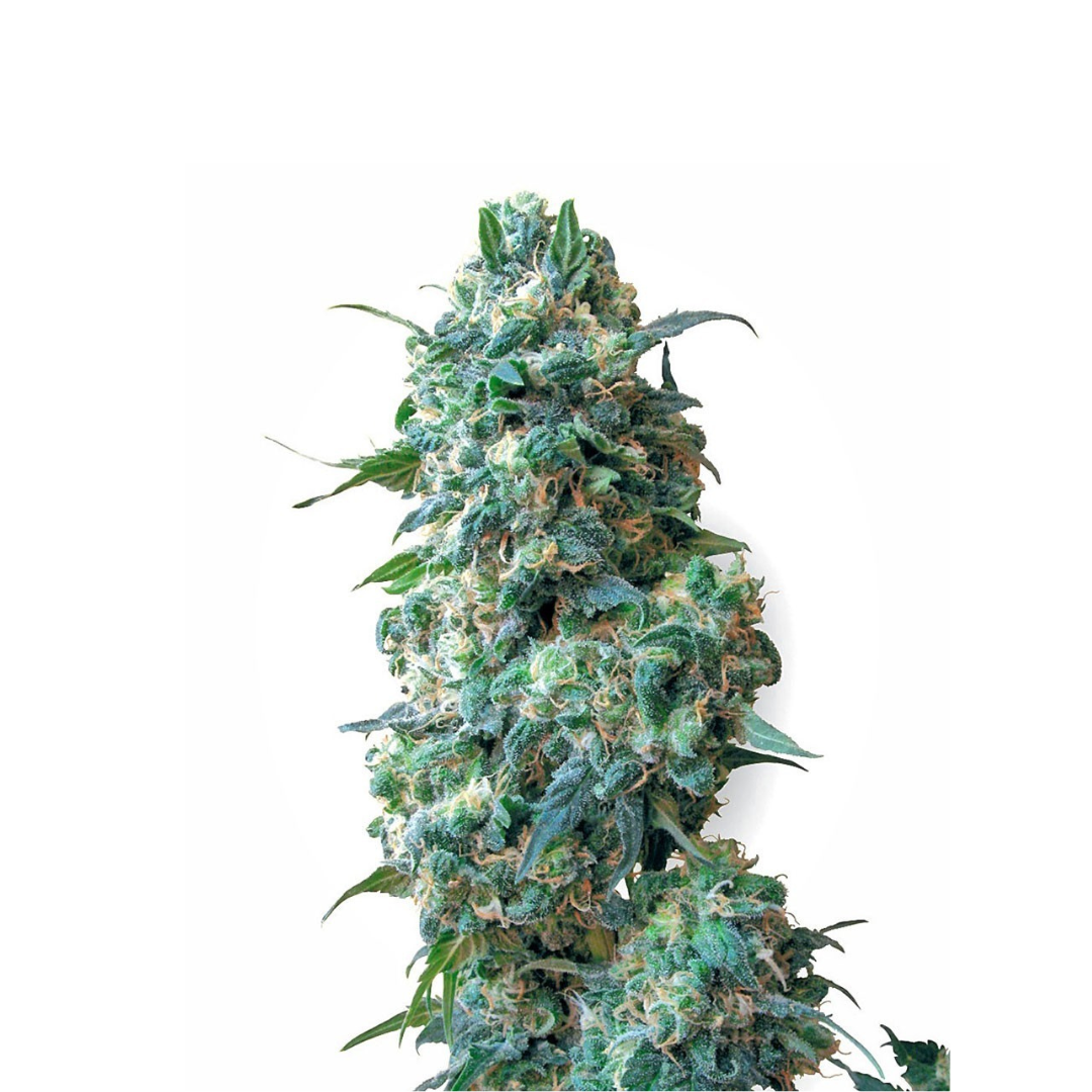 GMO - USA Originals - feminized