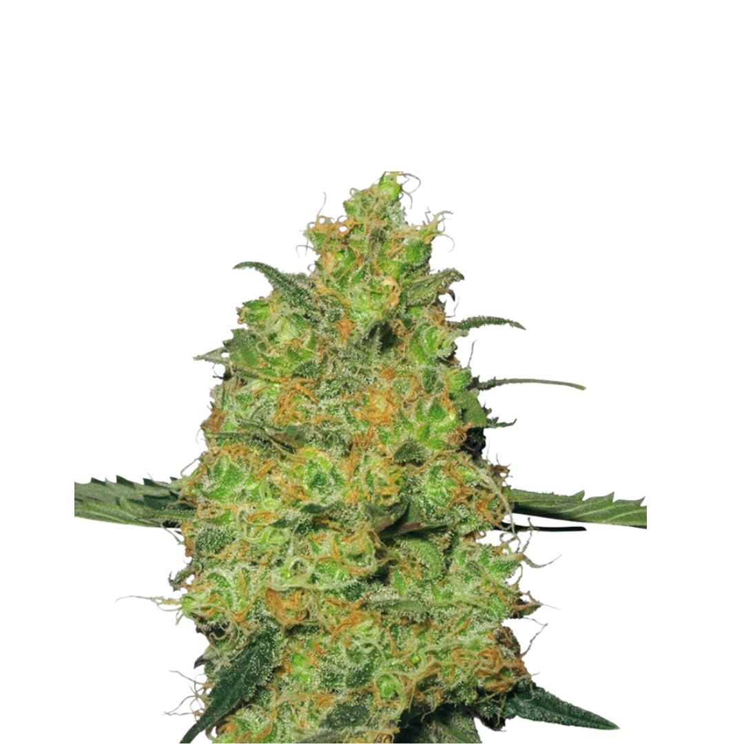 Sour Cookies - USA Originals - feminisiert