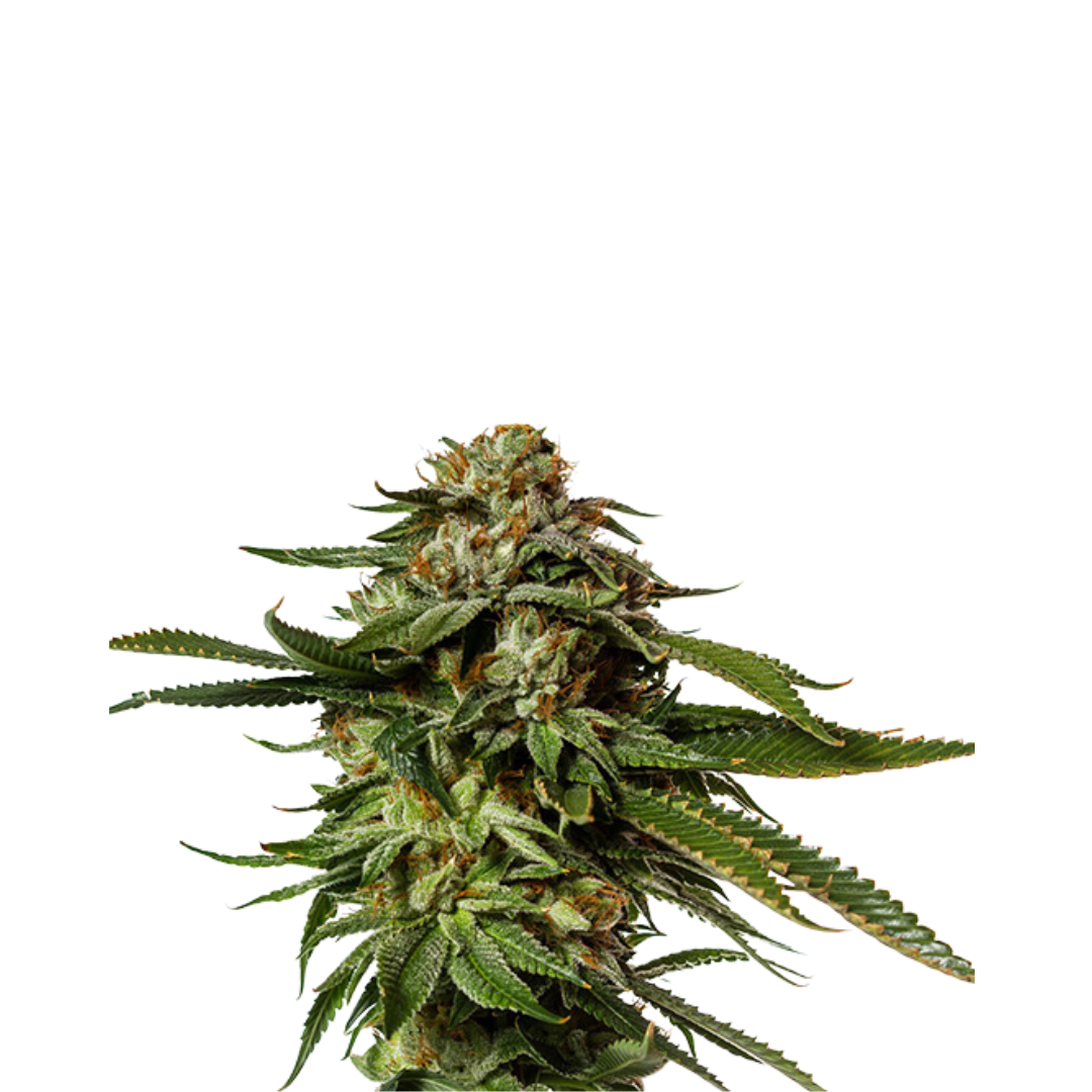 Strawberry Banana - USA Originals - feminisiert