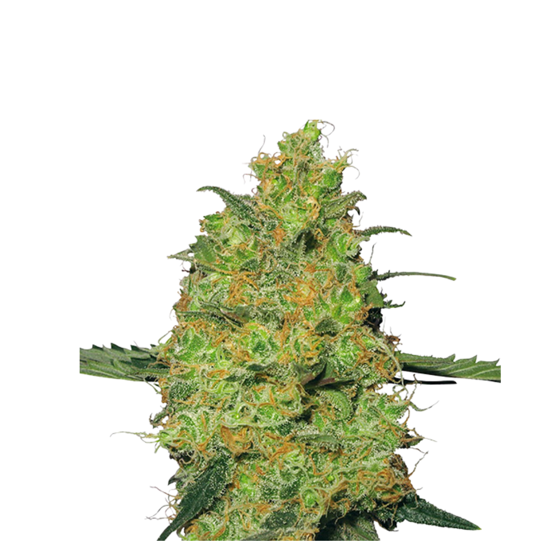 Tropicana - USA Originals - feminized