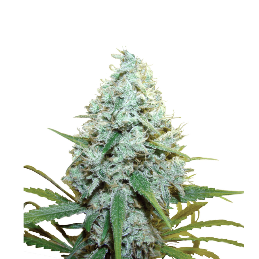 Mendocino Purple Kush - USA Originals - feminized