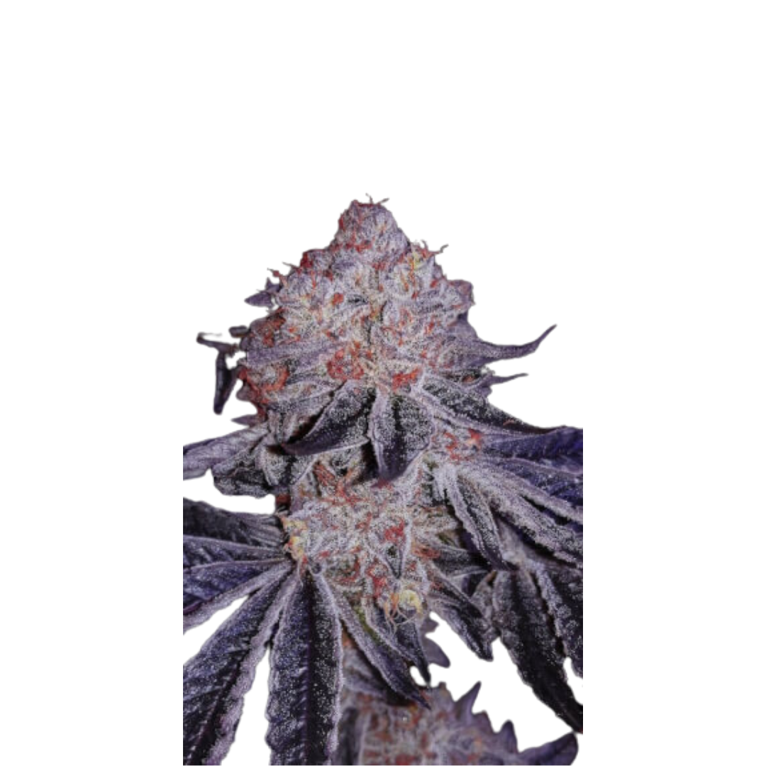 Lavender Purple Kush - feminisiert