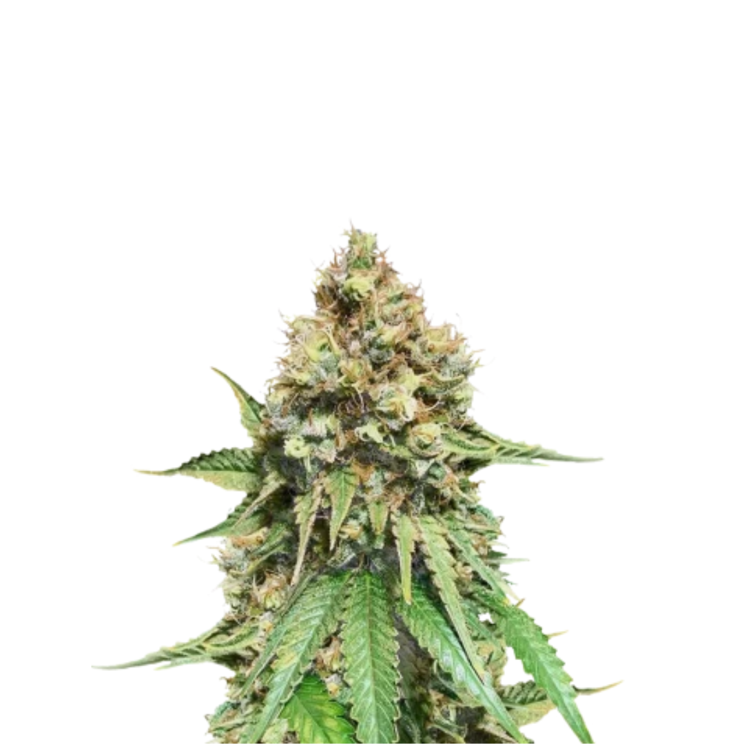 Amnesia - Fast F1 - feminized