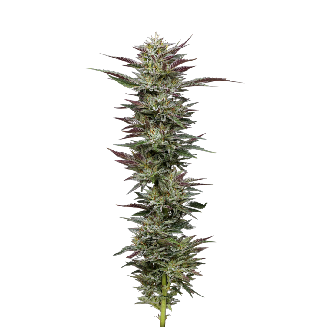 Amnesia Kush - feminisiert