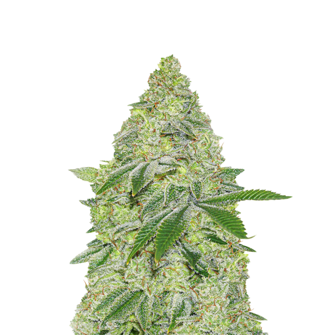 Blue Cheese - Autoflowering