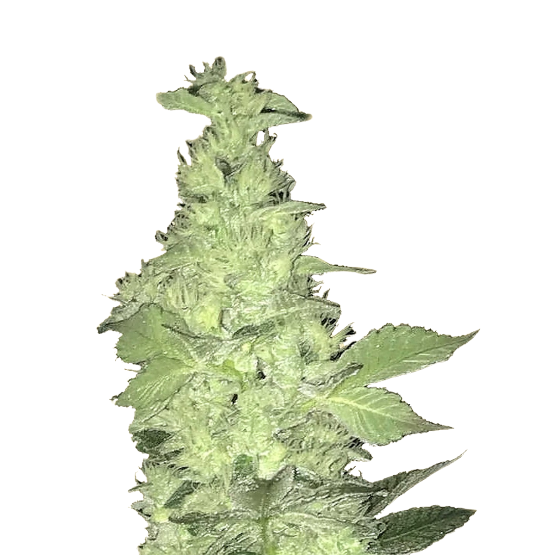 Applefritter - USA Originals - Autoflowering