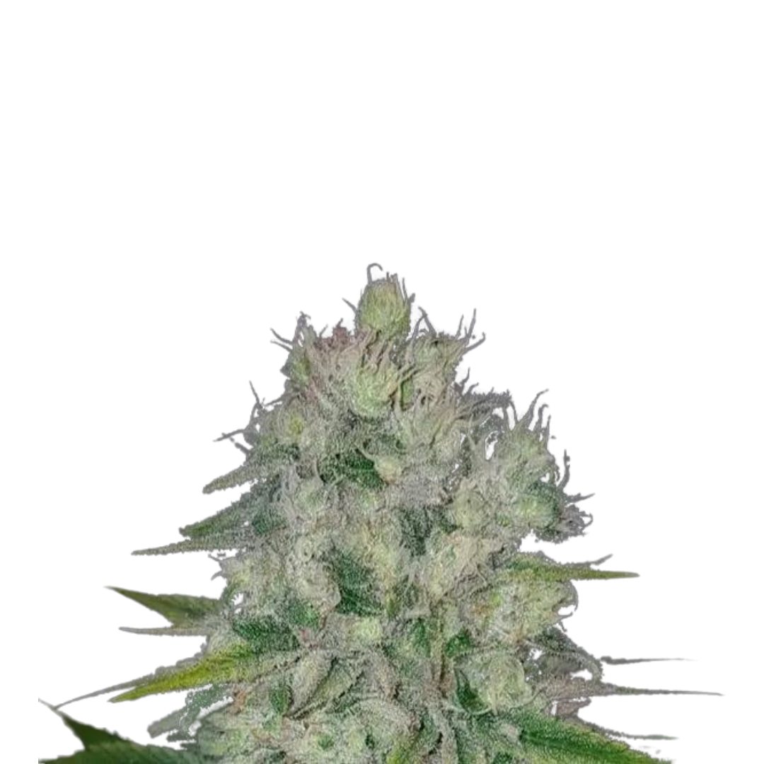 Apricot - feminized