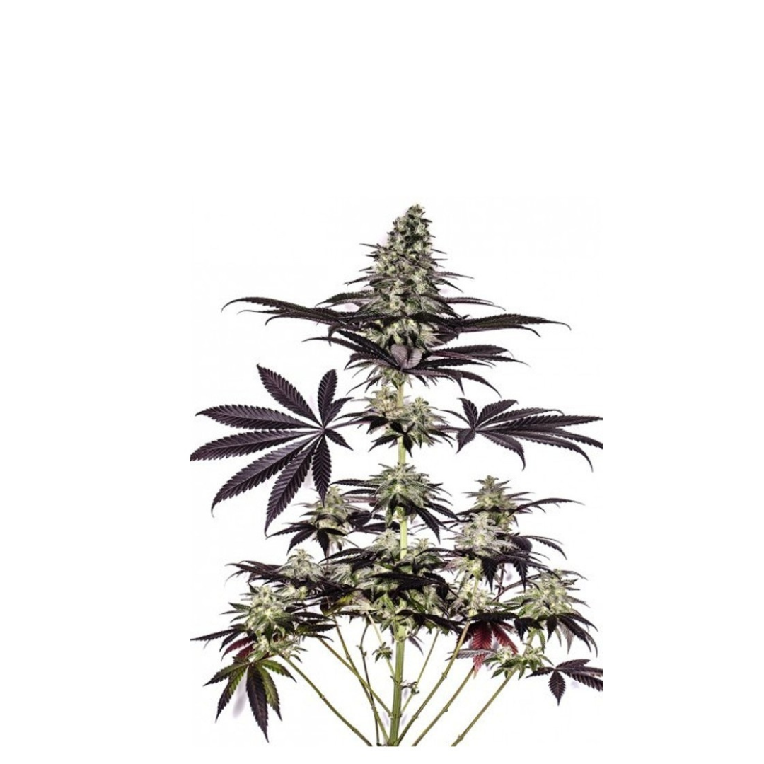 Caramel Purple Kush - feminisiert