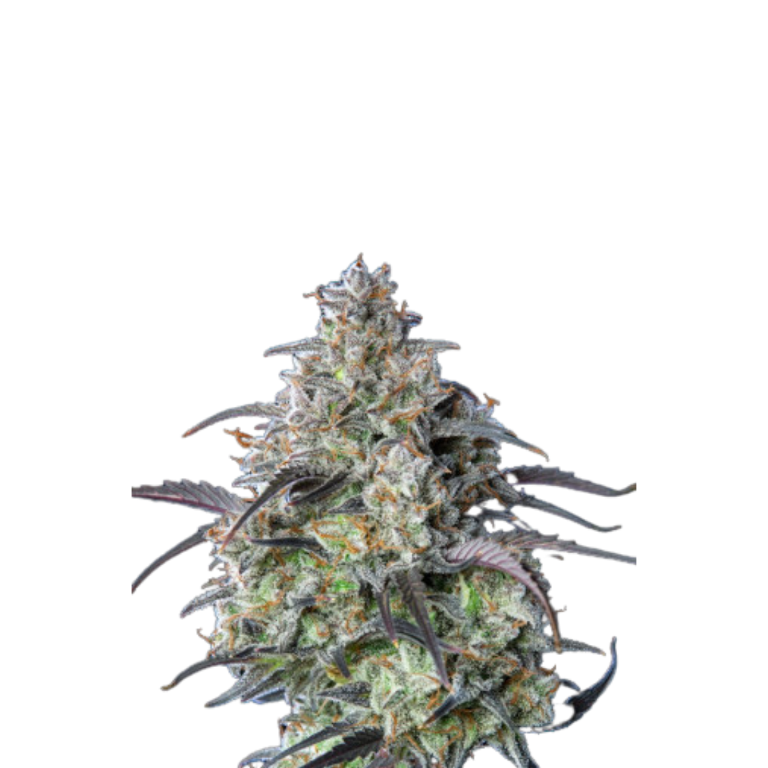 Ztrawberry OG - USA Originals - feminized