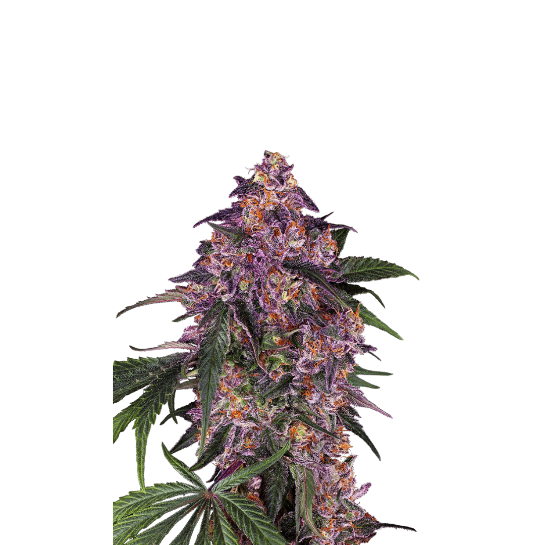 Gran' Daddy Purple - USA Originals - feminisiert