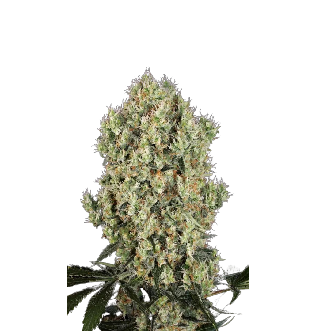 Blue Diesel - feminized