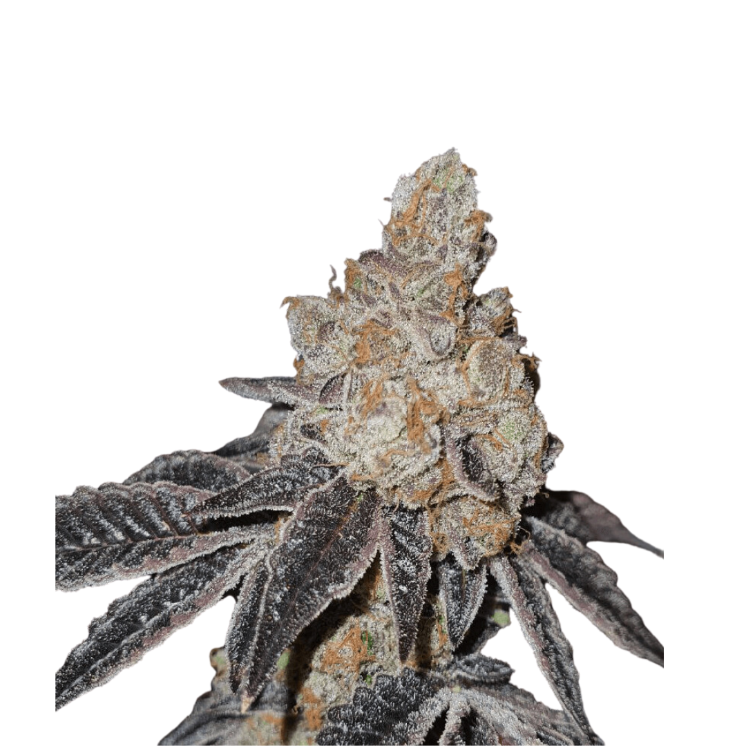 Black Cherry Punch - USA Originals - feminized