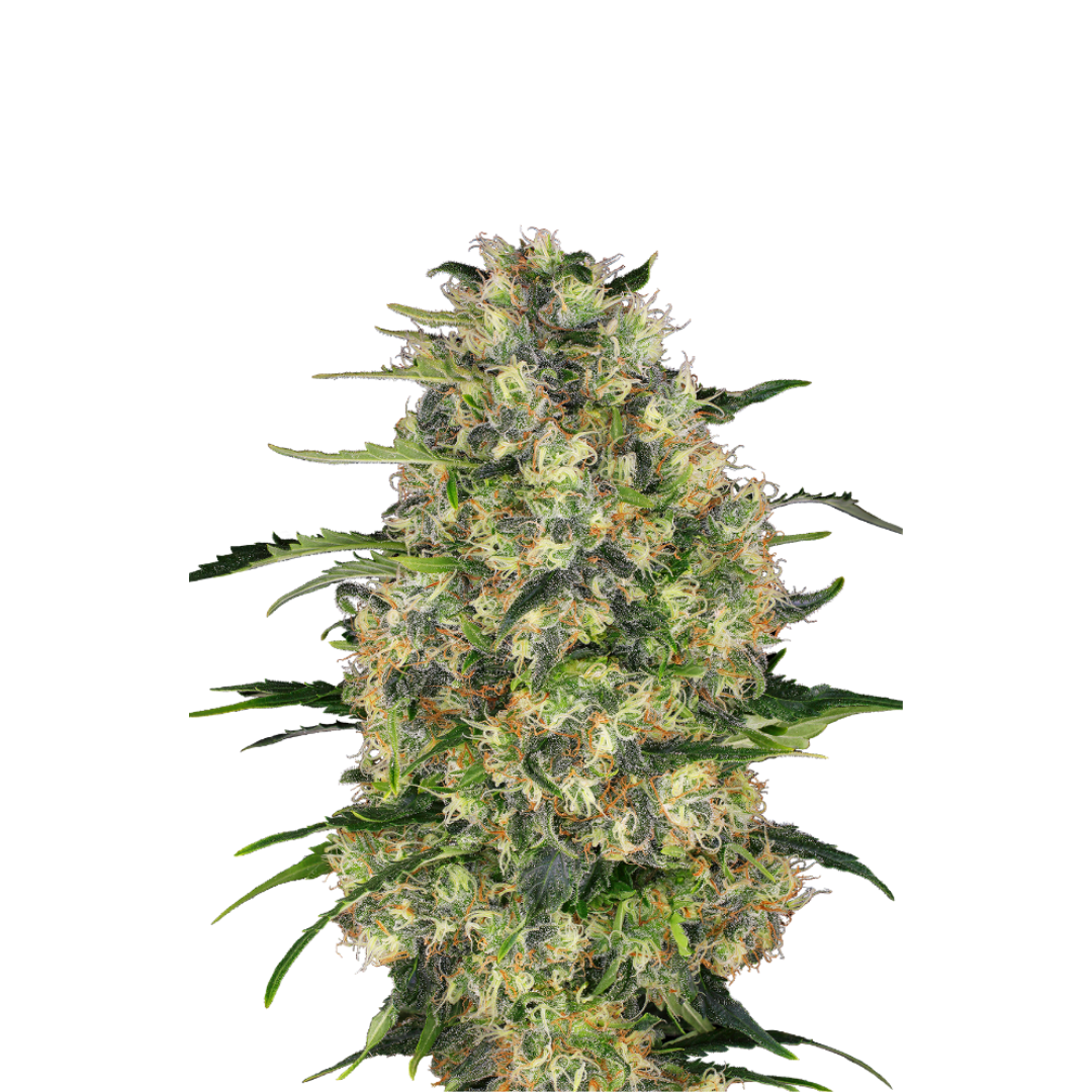 Black Domina - feminized