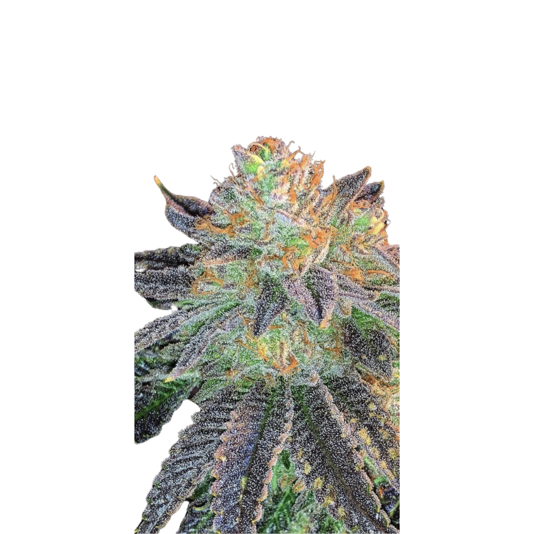 Blue Amnesia - feminized