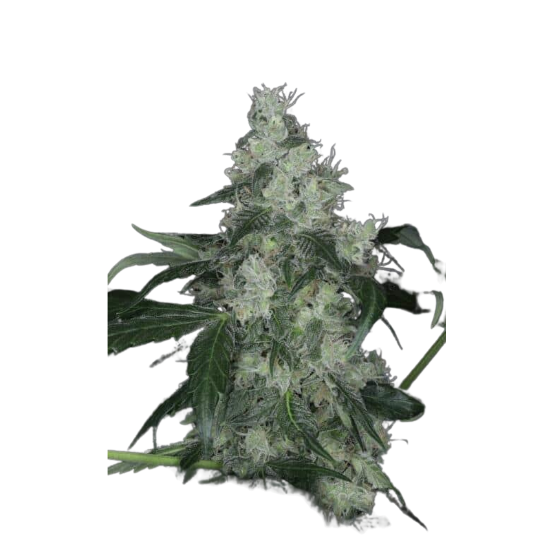 Blue Dream - Originales de EE. UU. - Autofloreciente