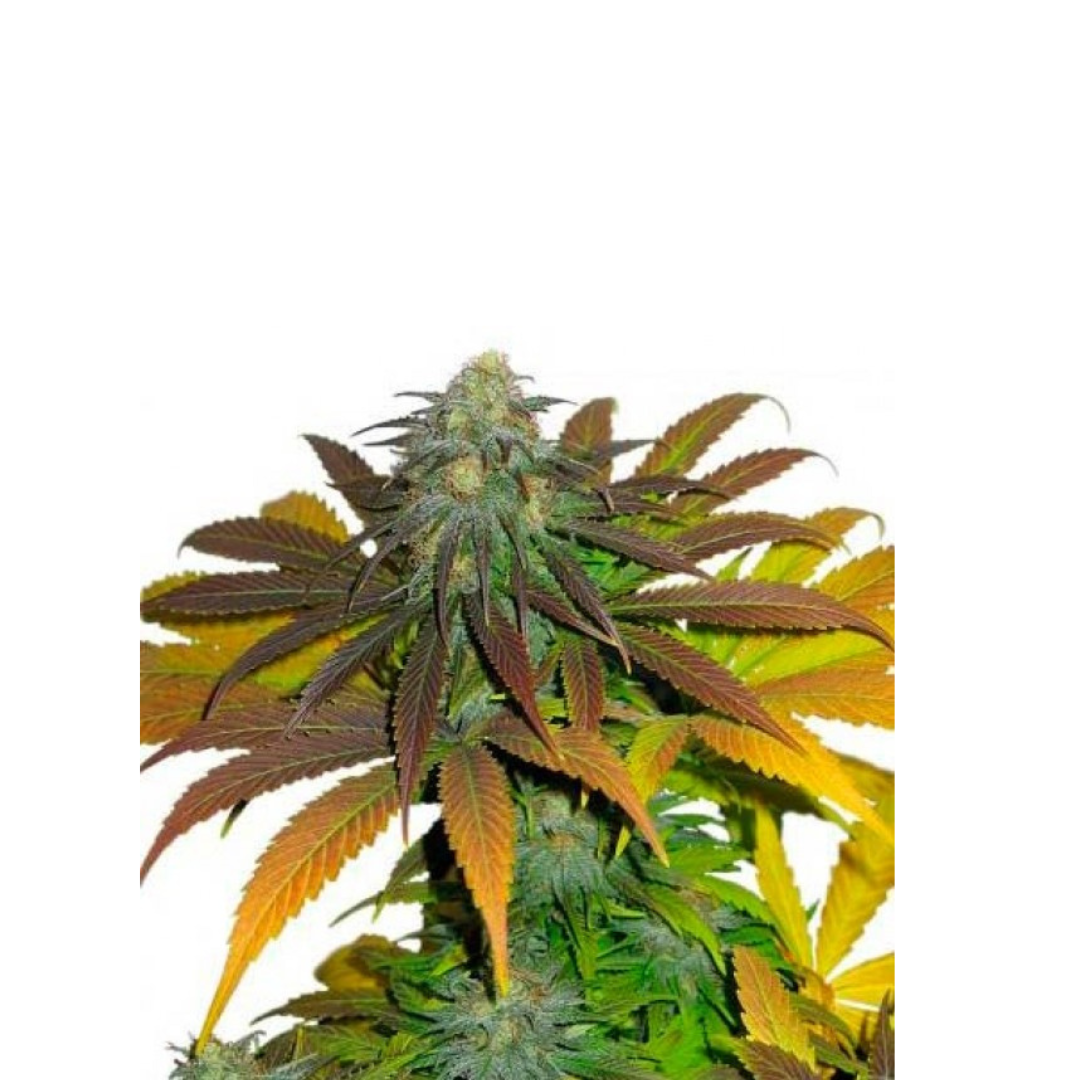 Blue Amnesia - Autoflowering