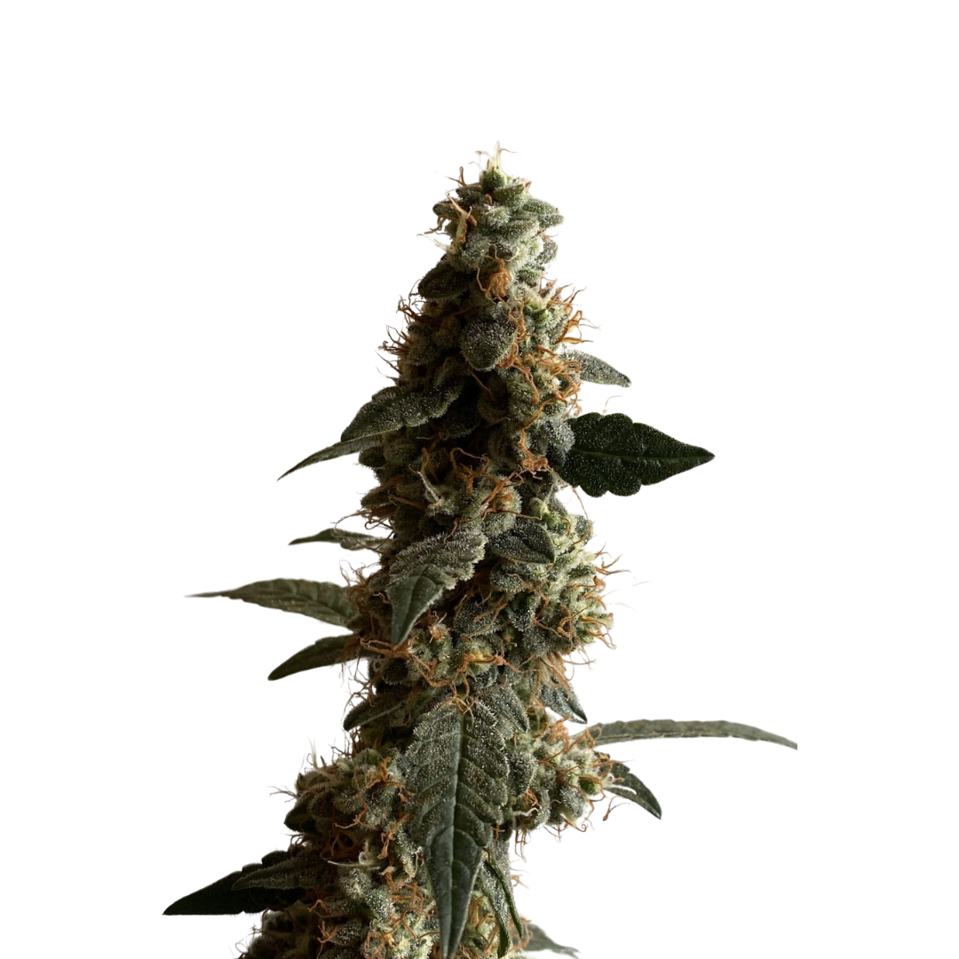 Blueberry Jack - feminized