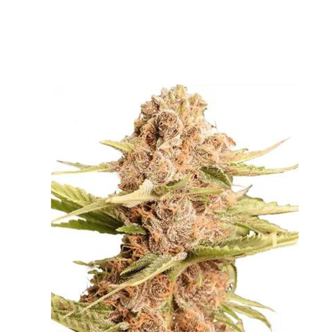 Bruce Banner - F1