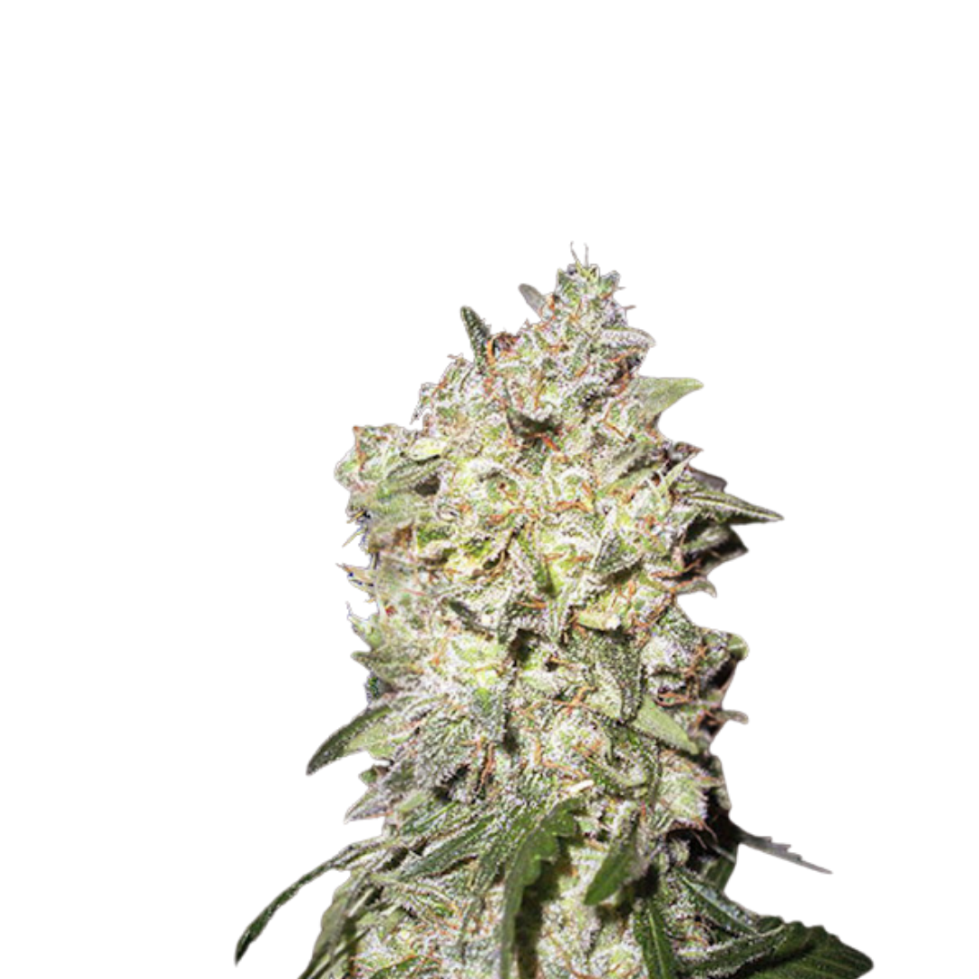 Bubba Kush - feminized