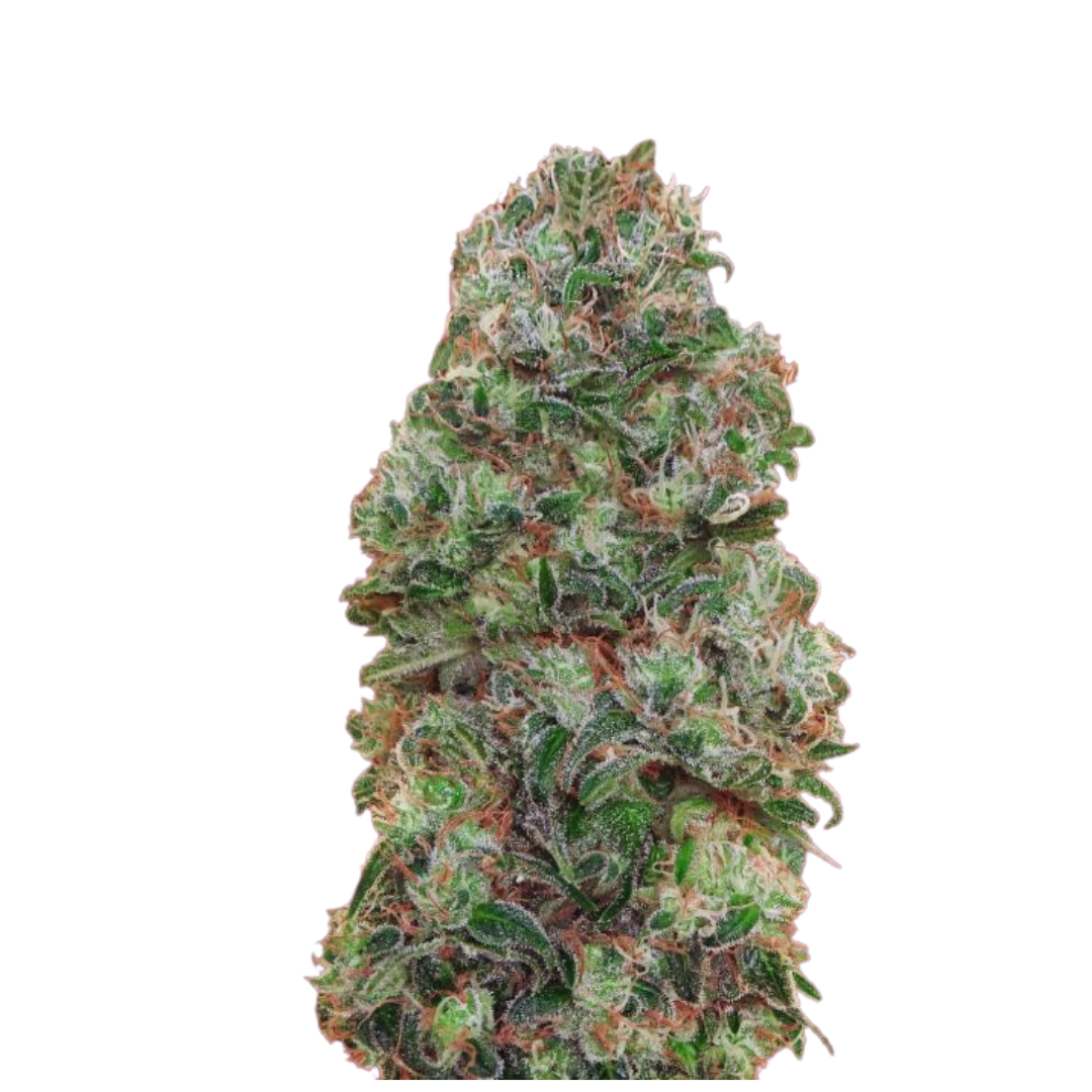 Bubblegum - feminized