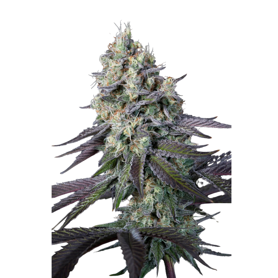 Casey Jones - feminized