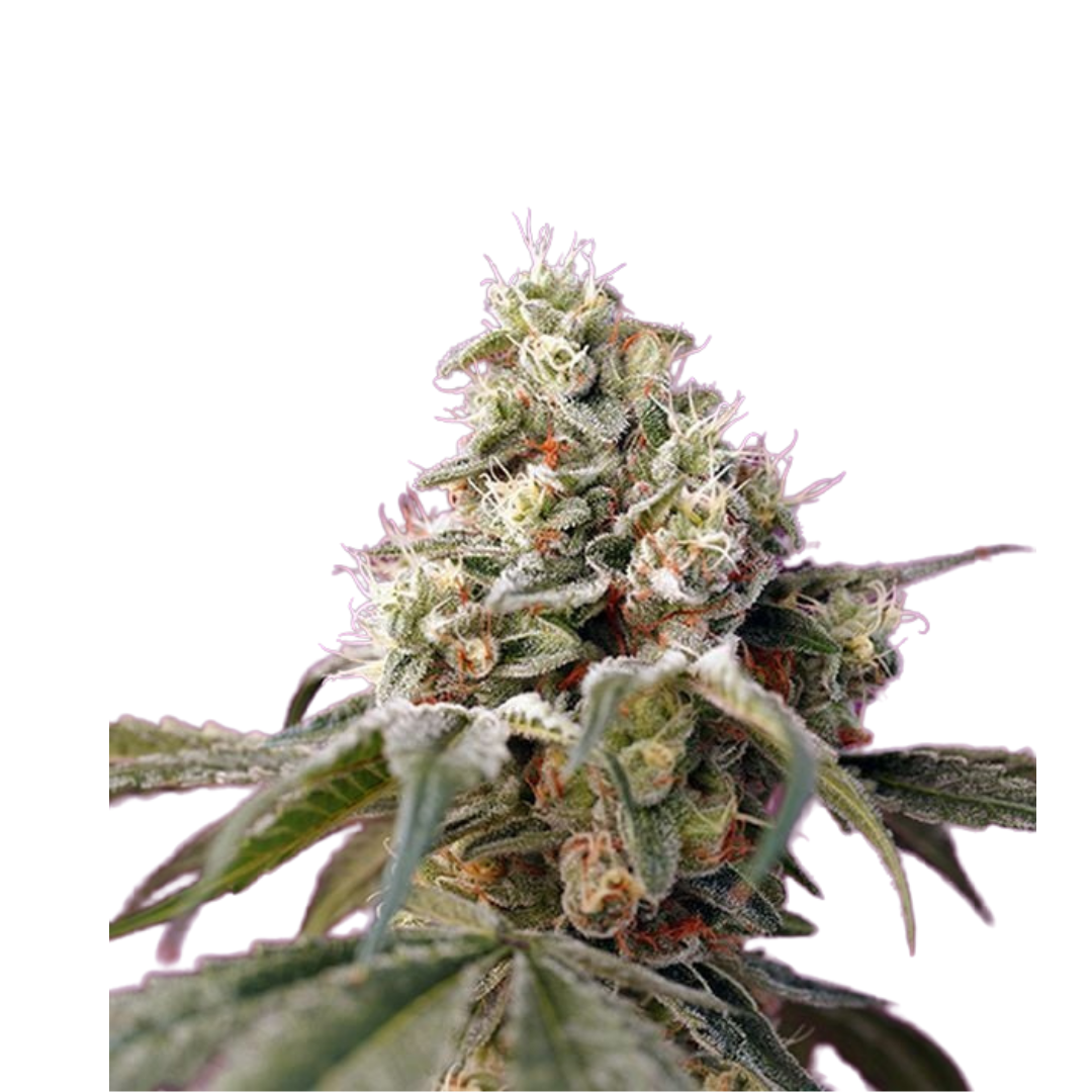 Cheese - Autoflowering