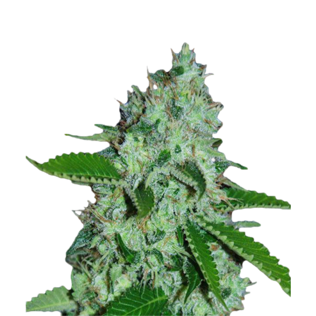 Cheese Original - feminized