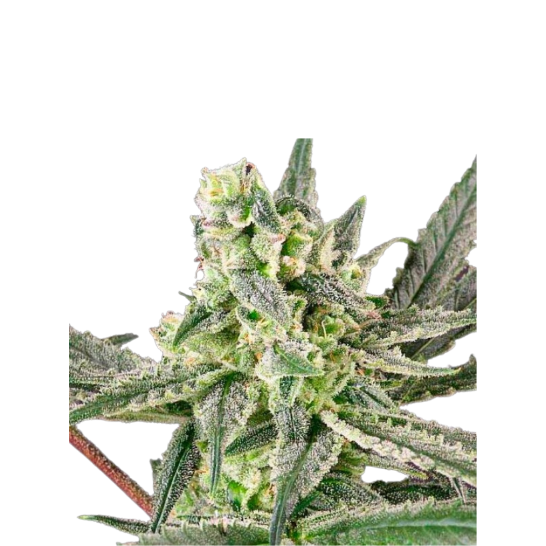 Cherry Cola - USA Originals - feminisiert