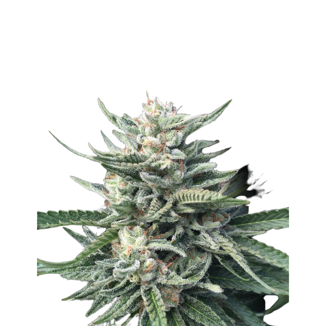 Chocolope Kush - feminisiert