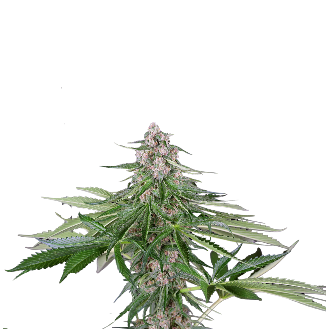 Chocolope - feminized