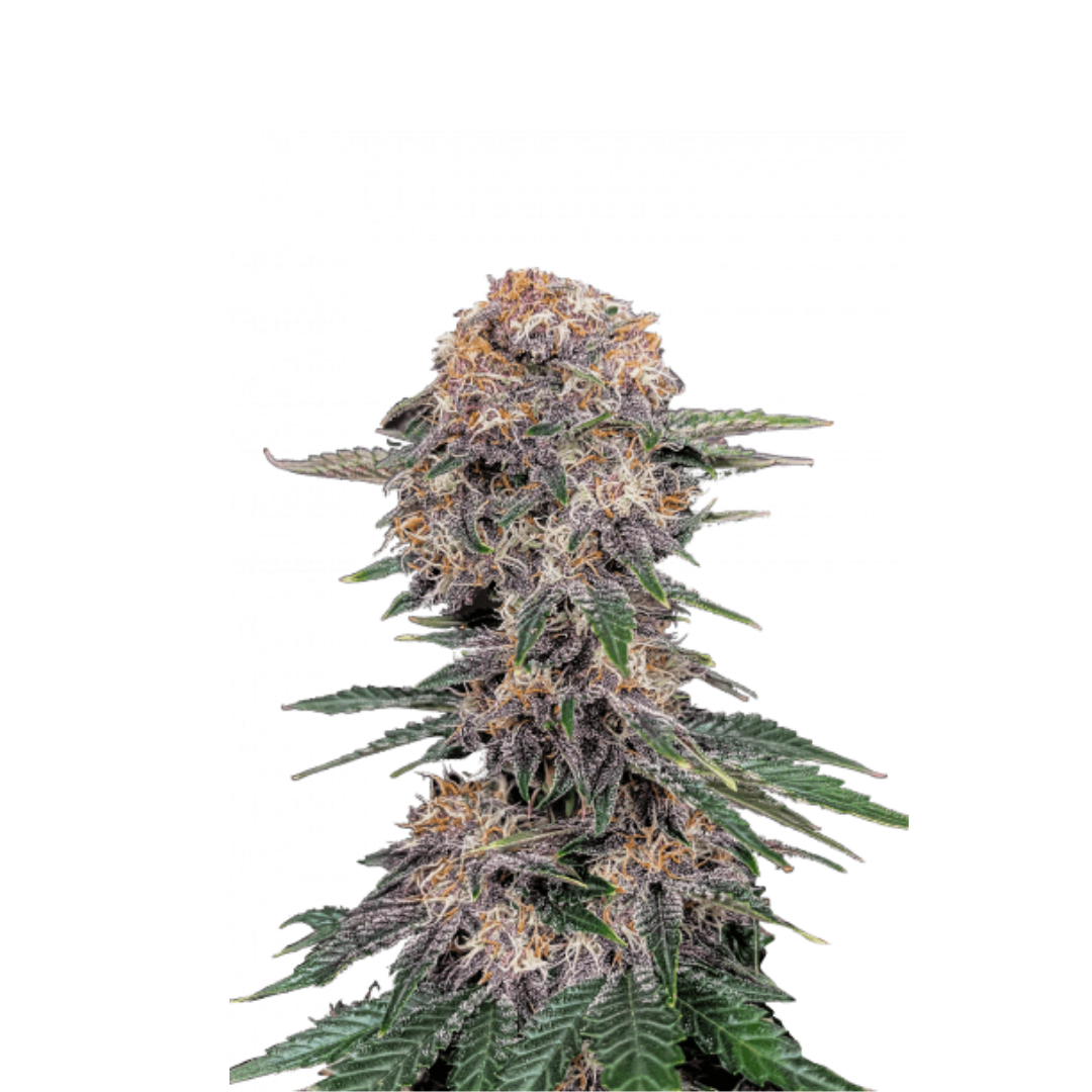 Clementine - USA Originals - feminized