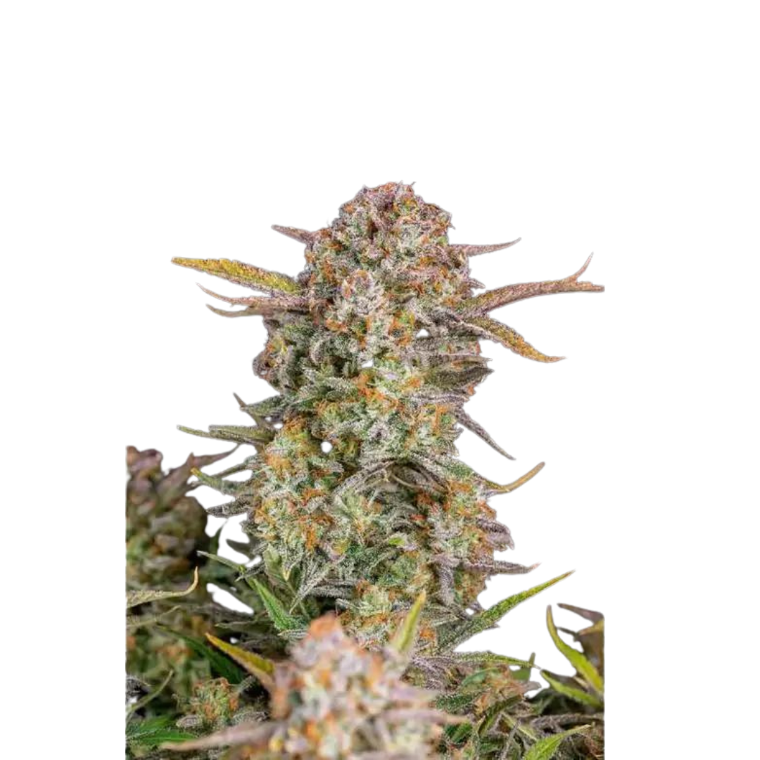 Critical - Autoflowering