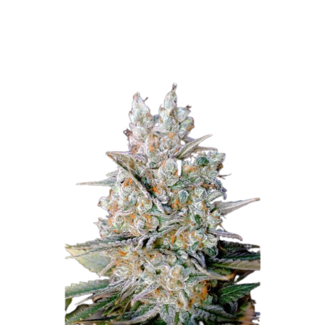 Critical Jack - feminized