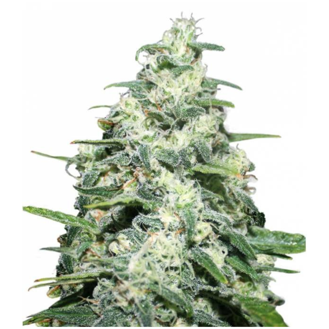 Amnesia Pro - feminized