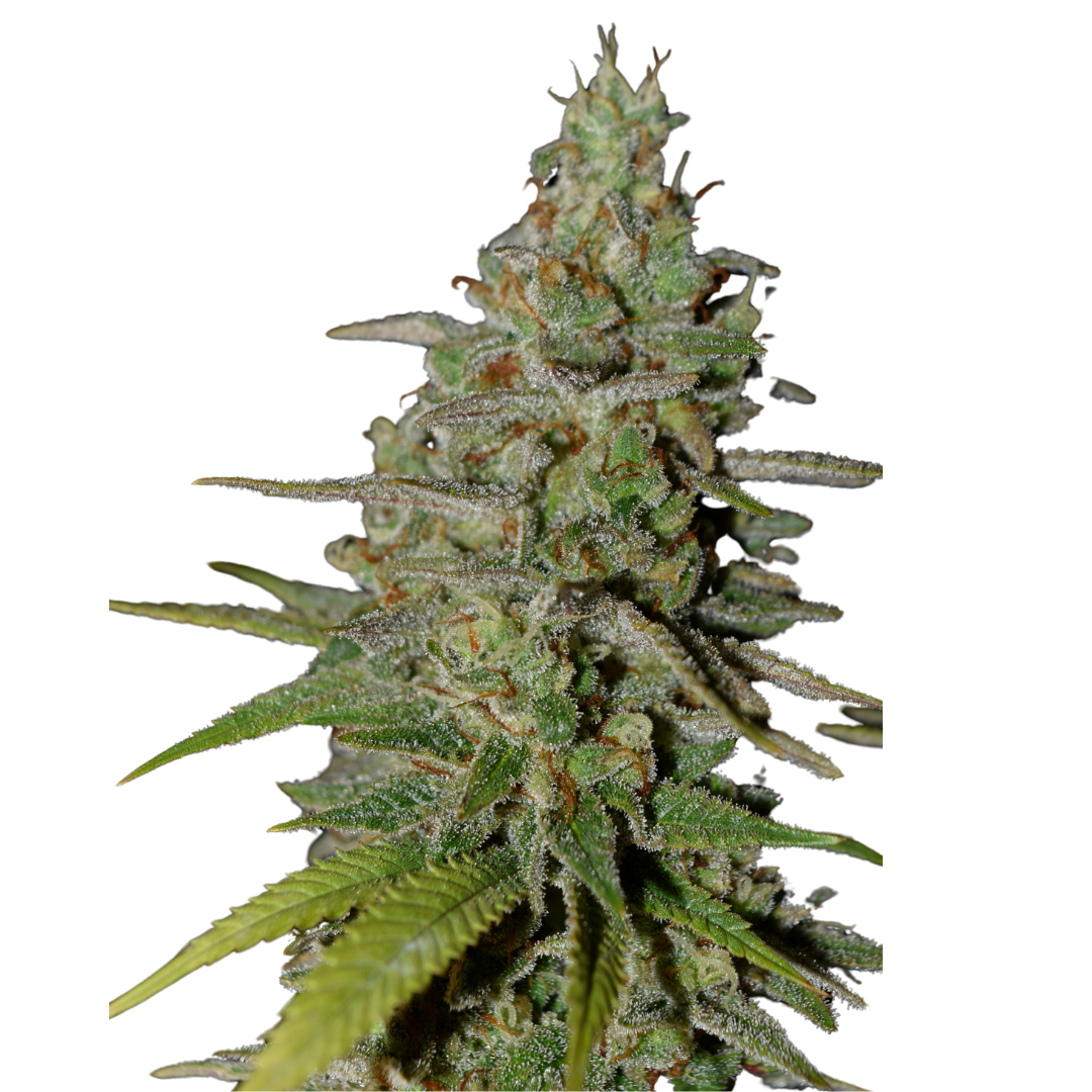 Lemon Kush - feminized