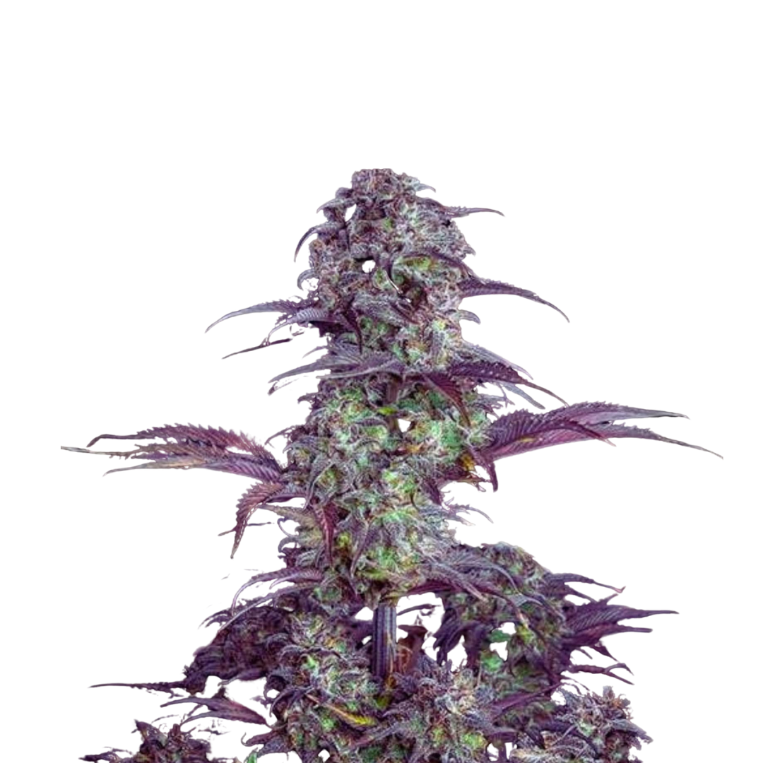 Blueberry - Autoflowering