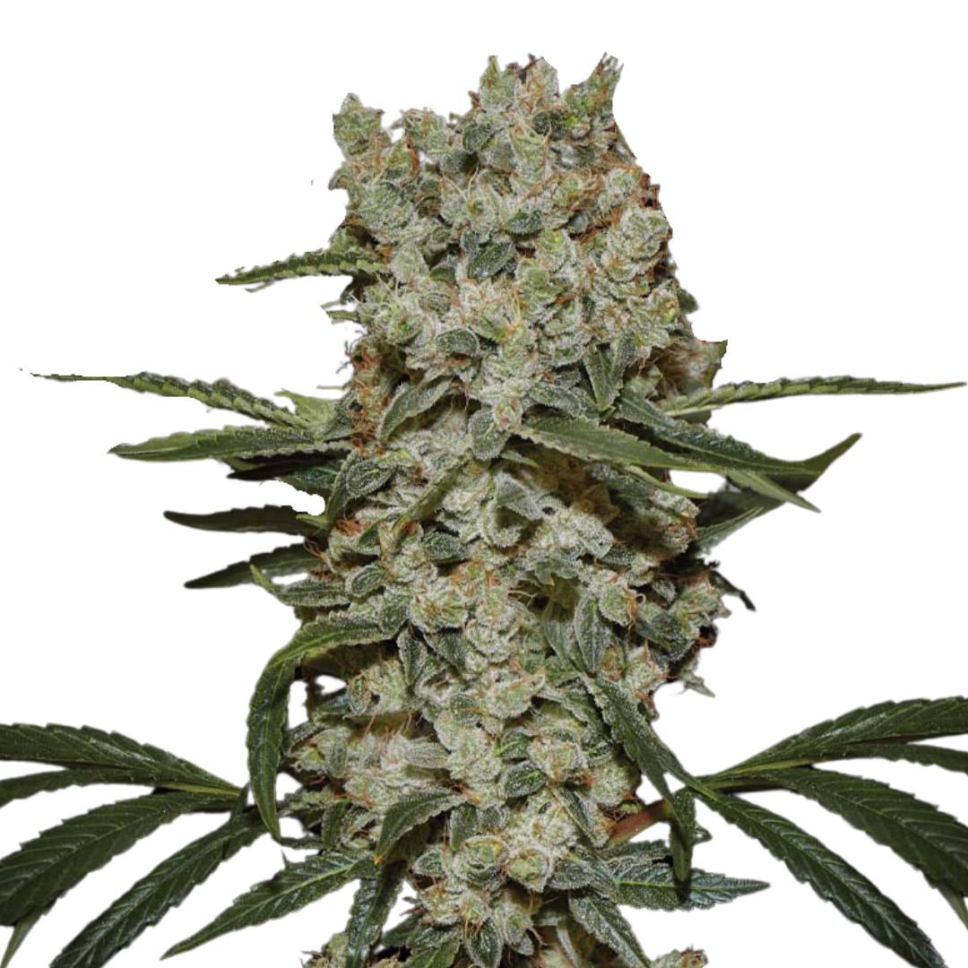 Super Silver Haze - feminized