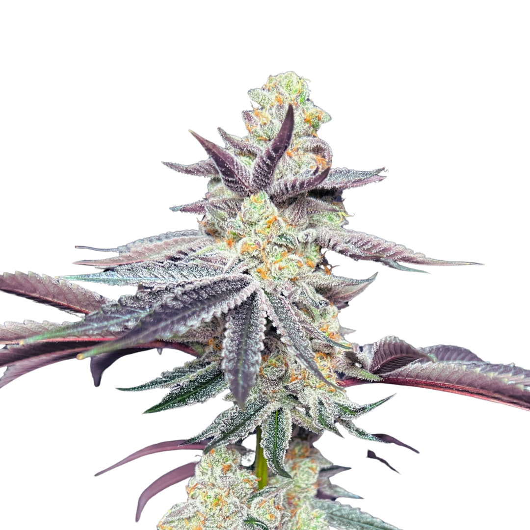 Apple Fritter - feminized