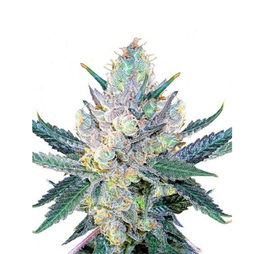 Blue Cheese - feminisiert