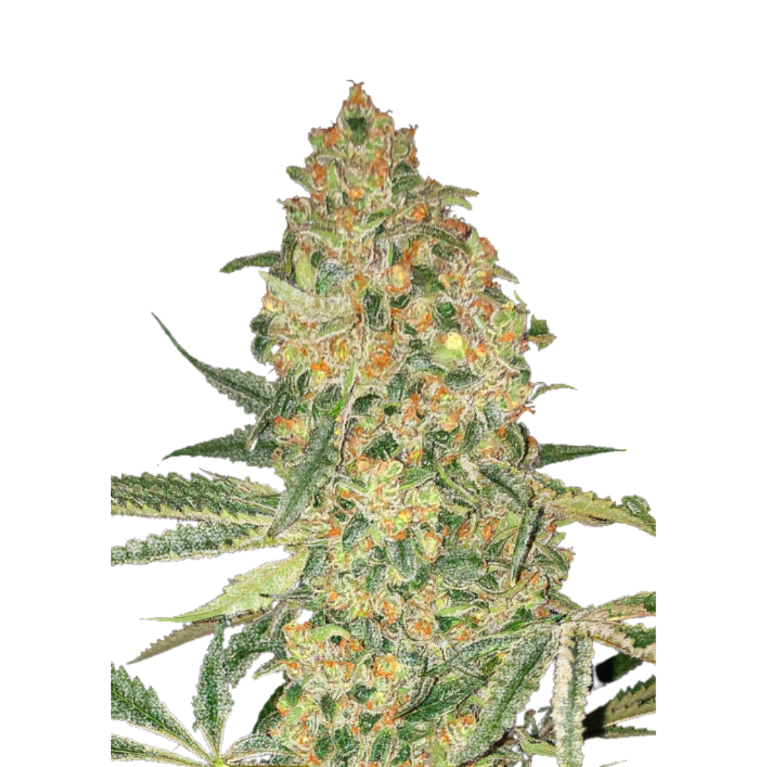 Bruce Banner - Autofloreciente