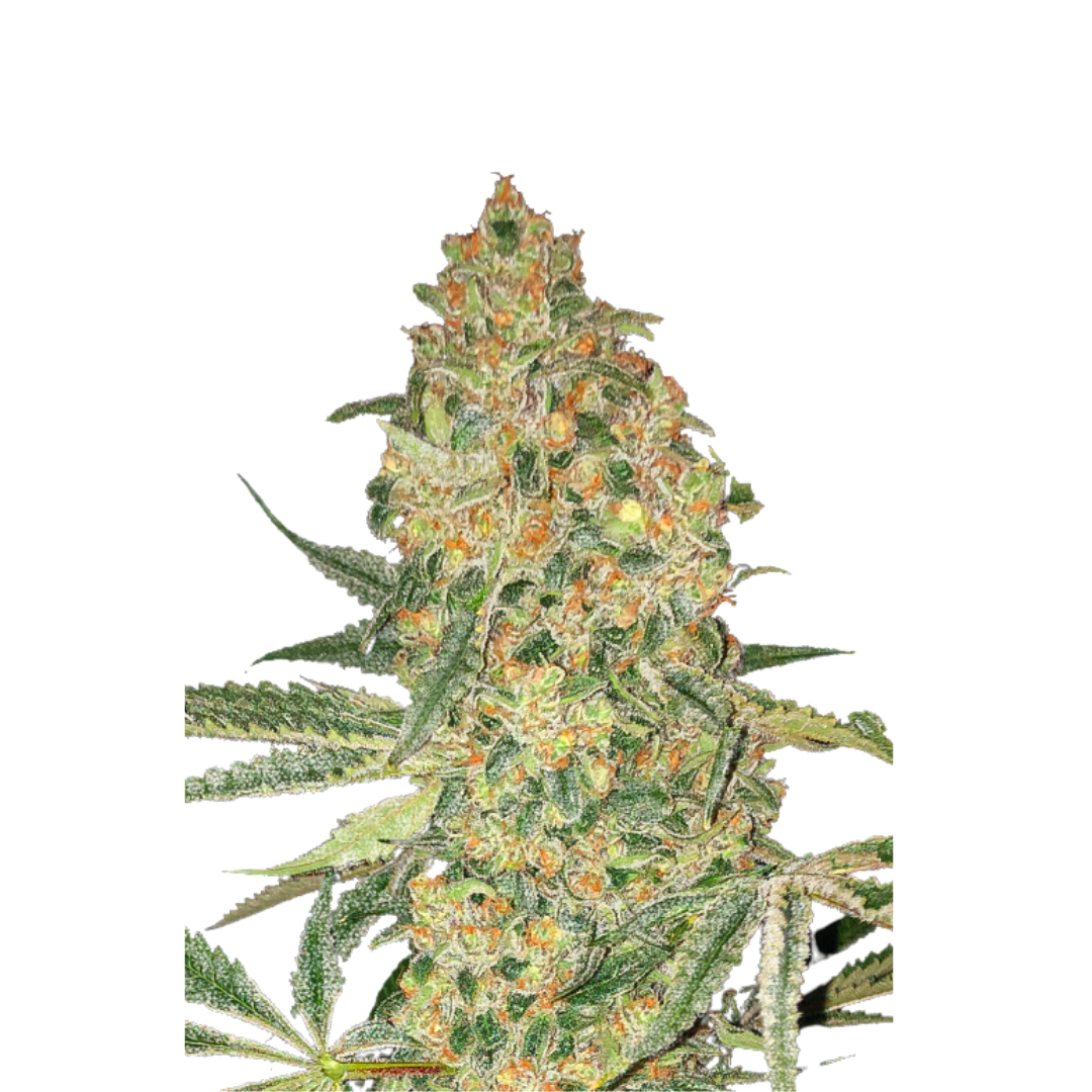 Fire OG - USA Originals - feminized