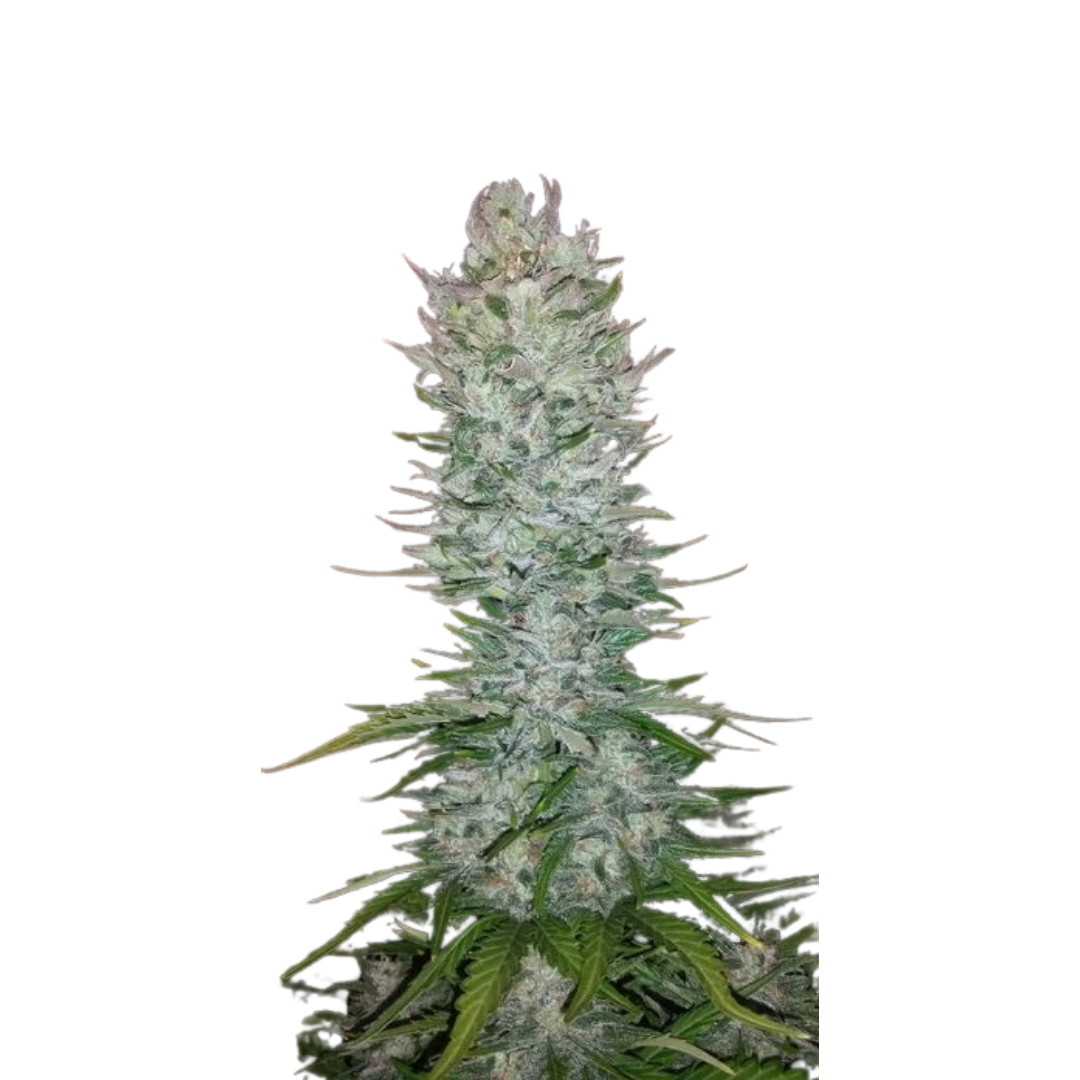 Gorilla Banana - feminized