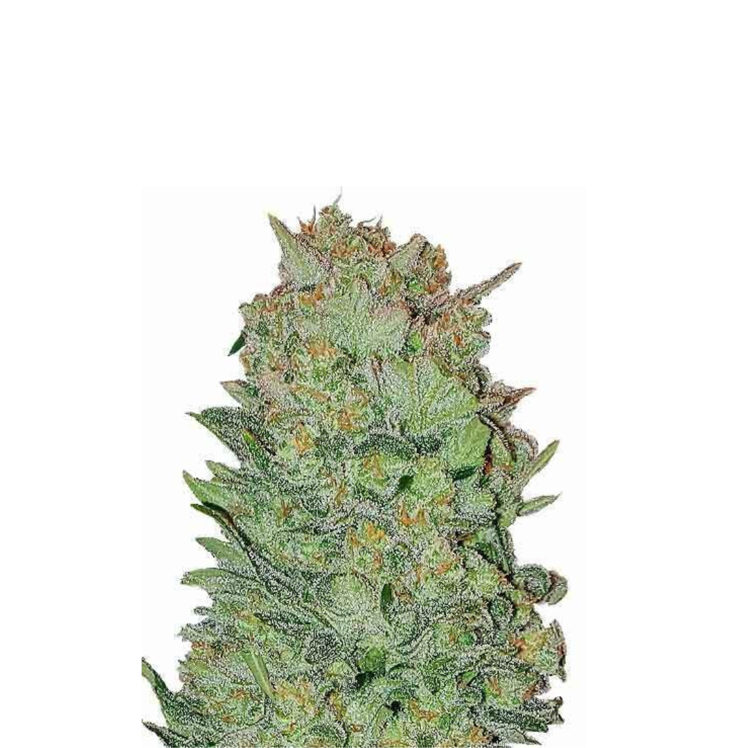 Gorilla Platinum - Originales de EE. UU. - Autofloreciente