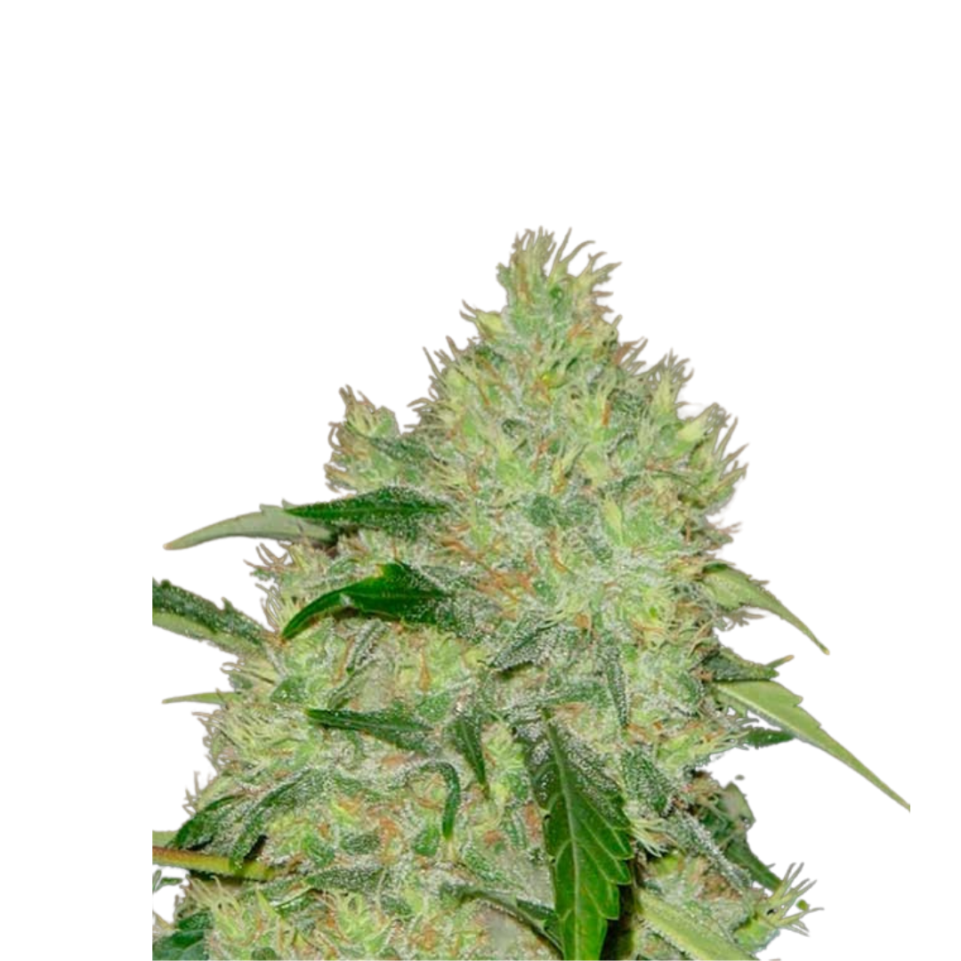 Iron Triangle - USA Originals - feminized