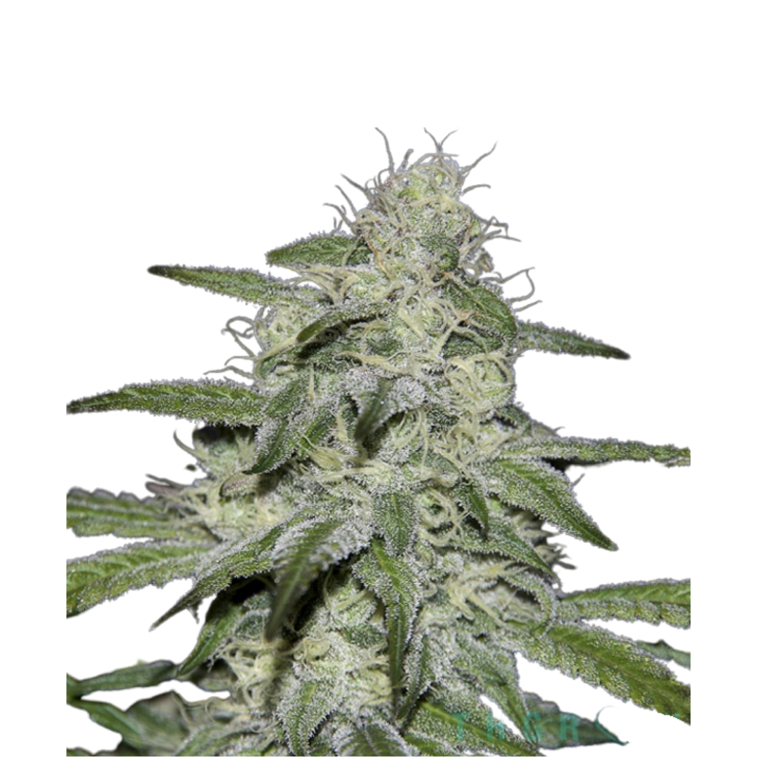 Jack Herer - feminized