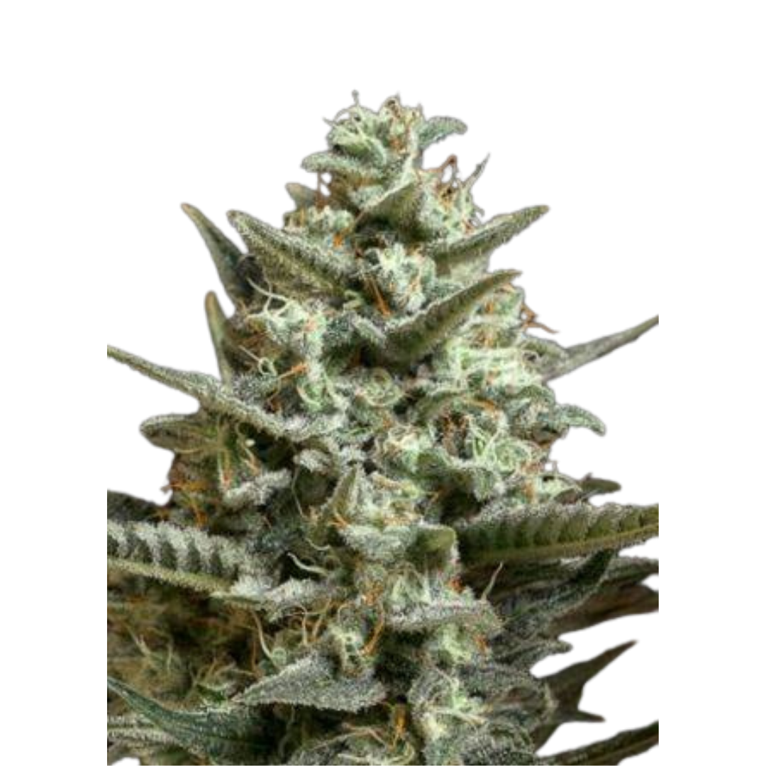 Kosher Kush - feminized