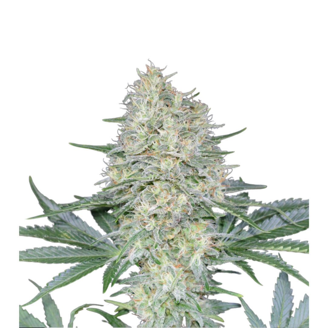 Krishna Kush x Cookies - USA Originals - feminized