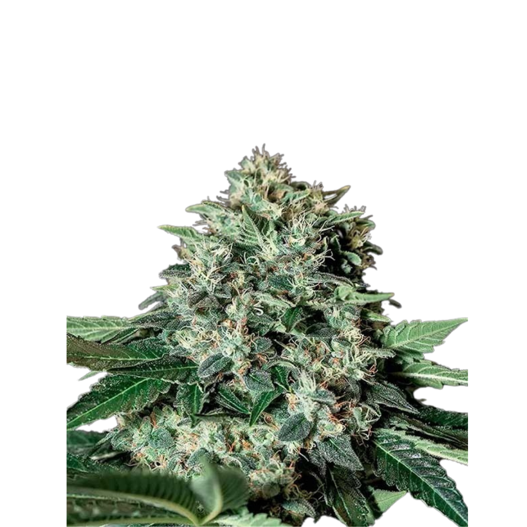 LA Confidential - feminized